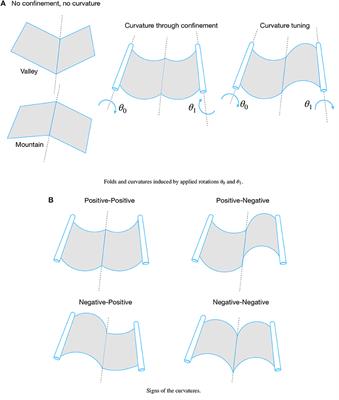 Curvature Tuning in Folded Strips Through Hyperstatic Applied Rotations